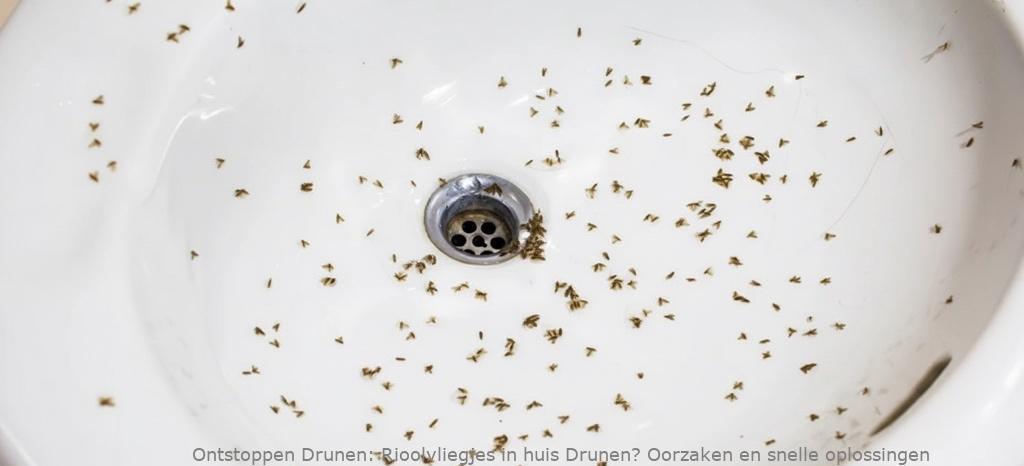 Rioolvliegjes in huis Drunen? Oorzaken en snelle oplossingen